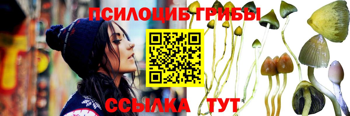Псилоцибиновые грибы Cubensis Кольчугино